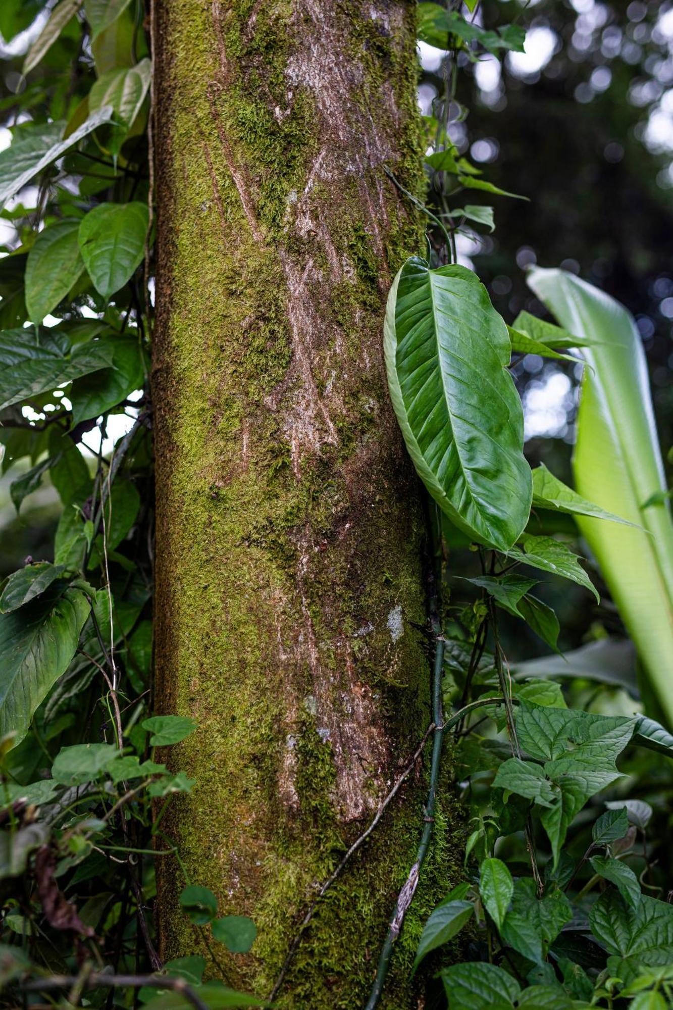 Sangregado Lodge La Fortuna Exteriör bild